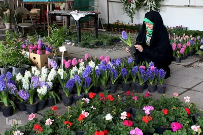 خرید گل سفره هفت سین برای مزار دایی، شهید سید حسن غیوری 