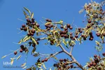 برداشت عناب در خراسان‌جنوبی