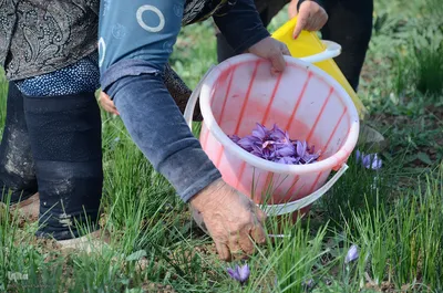 مرند قطب طلای سرخ آذربایجان شرقی