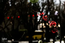 حال و هوای بهاری در شهر تهران