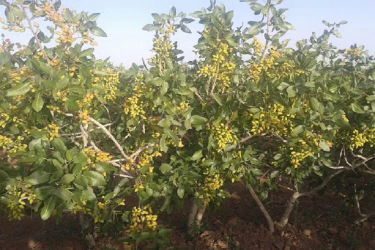 احداث باغ دیم با استفاده از تکنولوژی واترباکس در امامزاده حسین(ع) سنقر