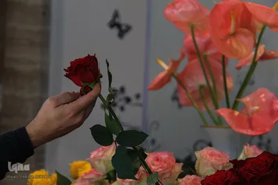 به بهانه روز مادر/عکاس: پریسا بهزادی