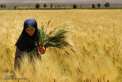دستهای برکت در فصل درو
