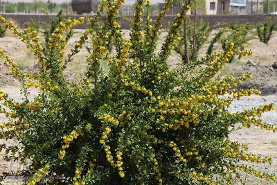 دانه‌های طلایی زرشک در کویر خراسان‌‌جنوبی