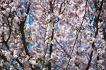 شکوفه‌های زردآلو در روستای منصوریه بهبهان