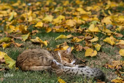 پاییز٬فصل آیه های خدا