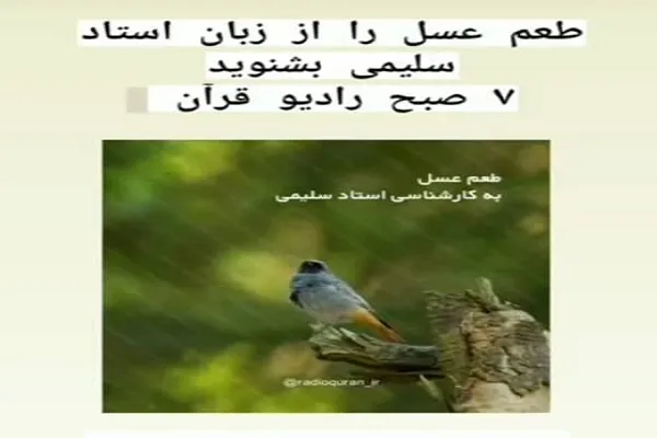 چشیدن «طعم عسل» در مجله صبحگاهی رادیو قرآن + صوت