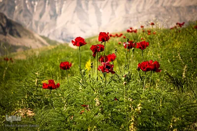 دشت شقایق‌های «رینه»