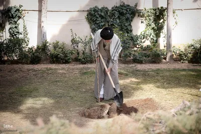 کاشت نهال در روز درختکاری