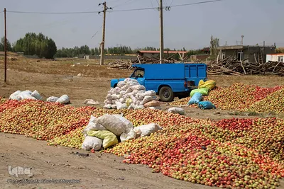 برداشت سیب از باغات میوه شهرستان اهر