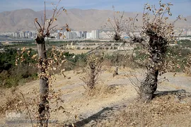 پارک جنگلی چیتگر