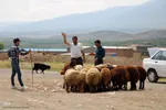بازار گرمی گوشت قربانی در عید قربان – شهرستان اهر