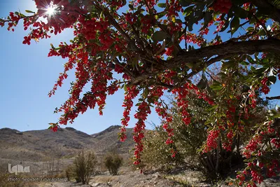 برداشت زرشک در خراسان‌جنوبی
