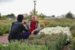 بزرگترین نمایشگاه گل داوودی کشور – محلات/عکاس:محمد رجبی