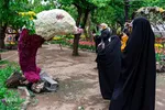 جشنواره لاله‌های آسارا‎‎