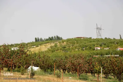 برداشت سیب از باغات میوه شهرستان اهر