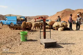 بازار خرید و فروش دام سبک و سنگین تبریز در آستانه عید سعید قربان