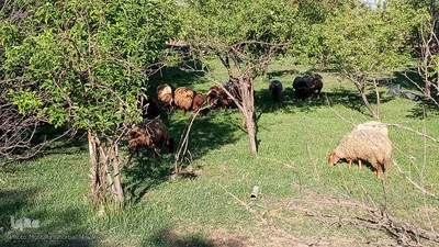 طبیعت بهاری شهرستان اهر در یک نگاه