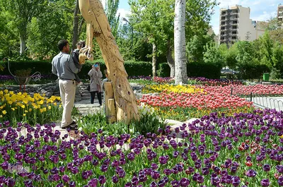 لاله های پارک ائل گلی تبریز