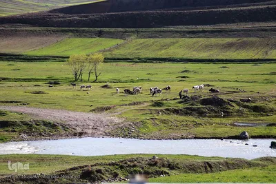 باز به صحرا رسید کوکبه ی نوبهار...