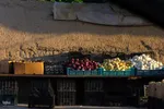 نبض زندگی در دل ناژوان