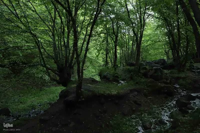 طبیعت تیر ماهی جنگل‌های ارسباران