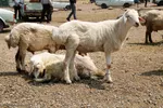 بازار گرمی گوشت قربانی در عید قربان – شهرستان اهر