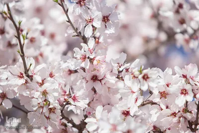 شکوفه‌های بهاری در باغستان سنتی قزوین