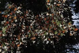 پروانه مونارک (شاه‌پروانه)