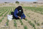 دسترنج طلایی کشاورزان - بیرجند