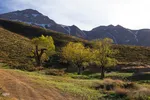 لاله‌های واژگون؛ روایت بهار در گلستان‌کوه خوانسار