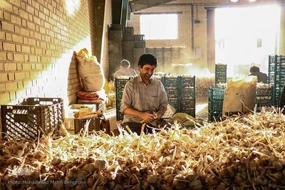 صادرات سیر؛ محصول پرخاصیت و معروف همدان