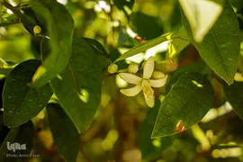 عطر بهار نارنج در حرم شاهچراغ (ع)