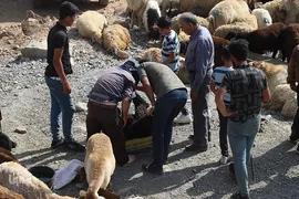 بازار خرید و فروش دام سبک و سنگین تبریز در آستانه عید سعید قربان