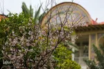 جلوه بهار در باغ ارم شیراز‎‎