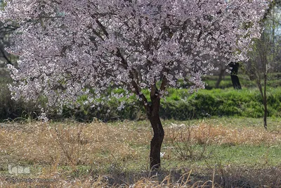 شکوفه‌های بهاری در باغستان سنتی قزوین