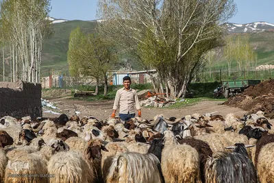 واکسیناسیون ۲۰ هزار دام سبک