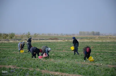مرند قطب طلای سرخ آذربایجان شرقی