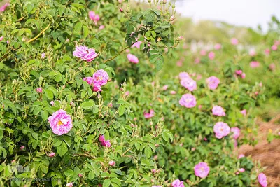 اینجا عطر گل محمدی صرف نیات خیر می‌شود