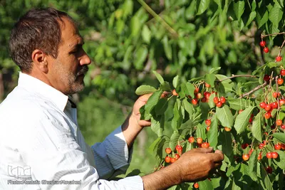 فصل برداشت گیلاس خوش طعم روستای افیل شهرستان اهر