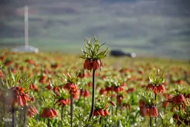 دشت لاله‌های واژگون کوهرنگ