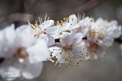 شکوفه‌های بهاری در باغستان سنتی قزوین