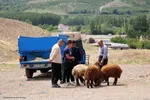 بازار گرمی گوشت قربانی در عید قربان – شهرستان اهر