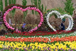 جشنواره لاله‎های آسارا‎