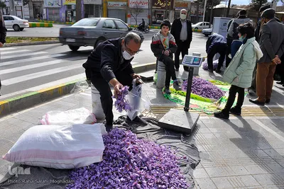 برداشت زعفران در خراسان‌جنوبی