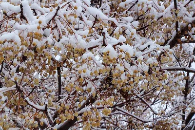 برف در خیابان‌های بیرجند