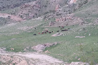 منطقه گردشگری قلعه قراجه لو در دل طبیعت بهاری اهر