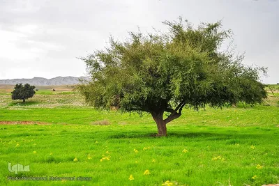 پیوند انسان و طبیعت در اندیکا