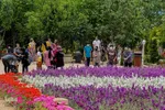 اردیبهشت باغ گل های شیراز‎‎