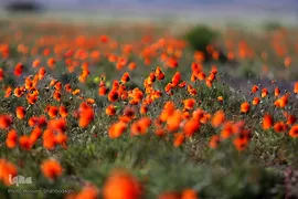 دشت شقایق‌های وحشی قم